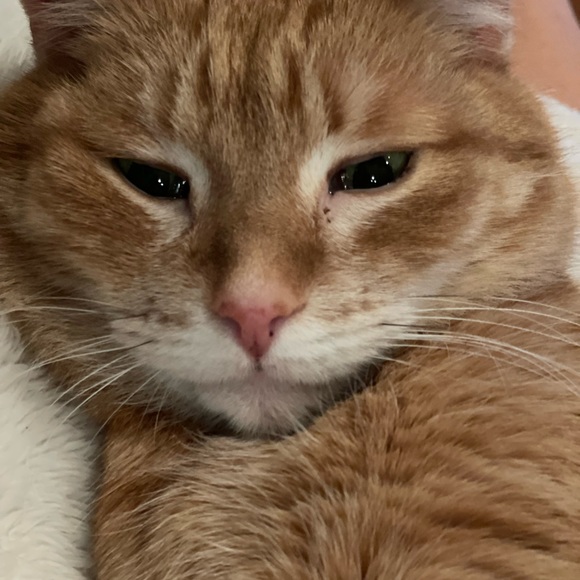 Meet your Posher, Meg - Picture 1 of 1